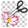 Edge Tracer -Superimpose-